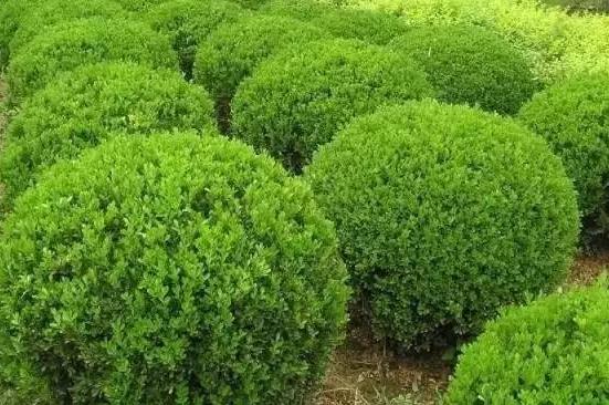 喬、灌木類植物的養(yǎng)護要點，看看凱蒂分享的這6點！