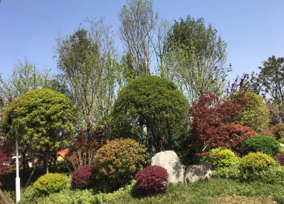 春季氣溫開始回升，襄陽園林綠化公司做好這些養(yǎng)護(hù)舉措，苗木來年存活好，長枝快