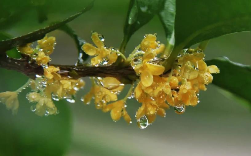 春季桂花移栽修剪有訣竅，襄陽園林綠化公司親傳經(jīng)驗(yàn)，來年花多枝密長勢好